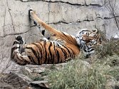 Oliver, tygr ussurijský, patří mezi největší lákadla Zoologické zahrady Ohrada u Hluboké nad Vltavou. Ta se loni stala třetím nejnavštěvovanějším turistickým cílem v jižních Čechách.