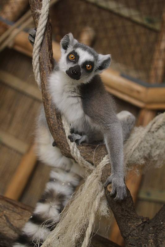 Zvířata v hlubocké zoo. 