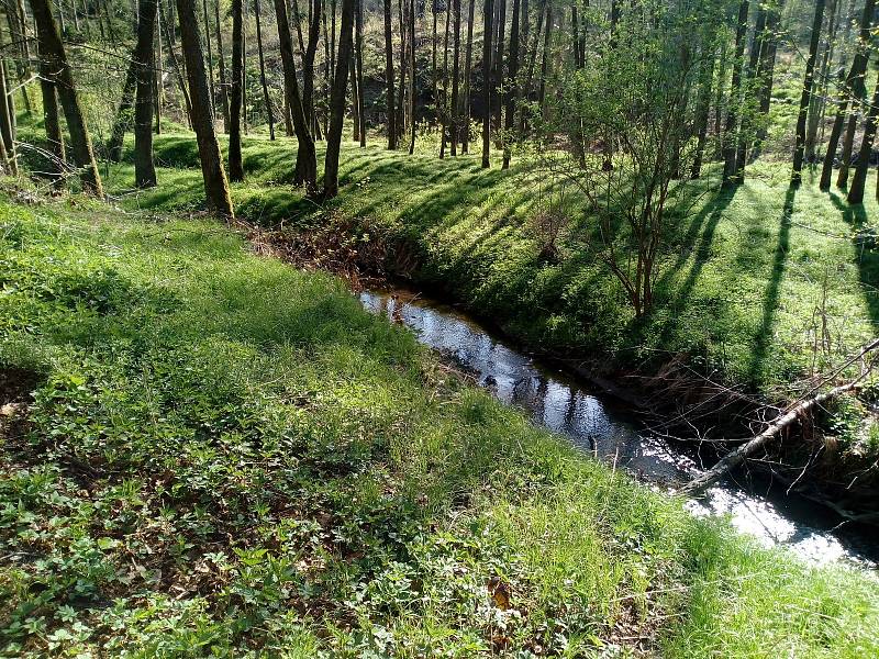 Květnová procházka Mojským lesem a lesy kolem Borku.