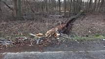 Vítr v neděli dopoledne 30. ledna 2022 na jihu Čech komplikoval například dopravu. Mezi Municemi a Hlubokou nad Vltavou vyvrátil na silnici strom, který odklidili hasiči.