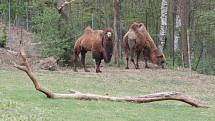 Zoo Na Hrádečku se ředitelkou Romanou Albrechtovou se věnuje chovu velbloudů již 10 let.