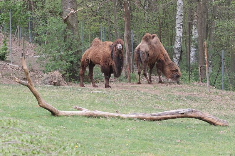 Zoo Na Hrádečku se ředitelkou Romanou Albrechtovou se věnuje chovu velbloudů již 10 let.