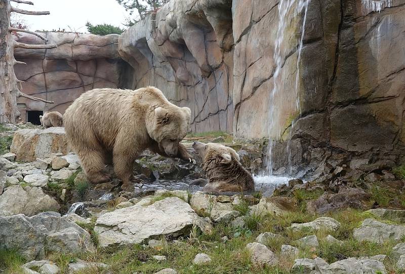 Některá zvířata hlubocké zoo si užívají v těchto dnech příjemné osvěžení.