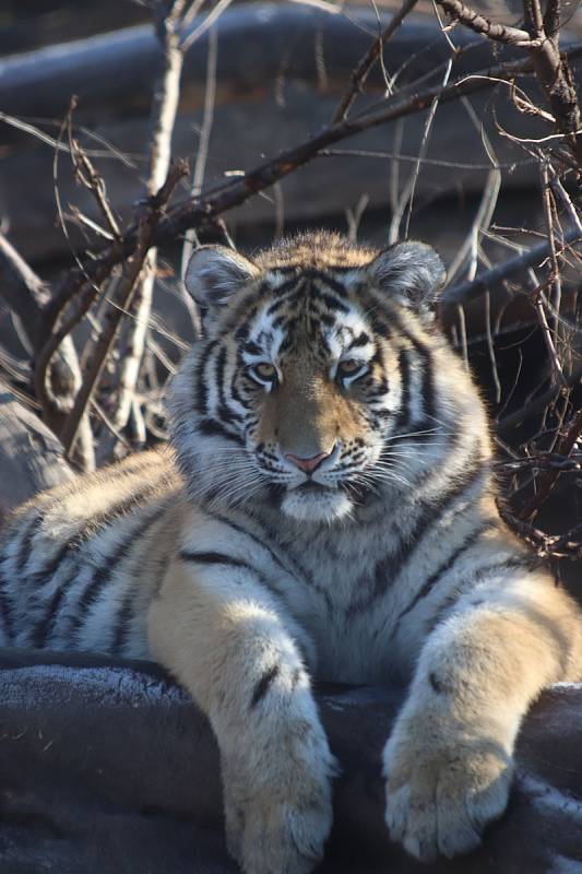 Tygřata v ZOO Ohrada v Hluboké nad Vltavou ve výběhu pěkně řádí.