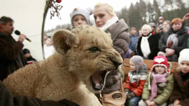Návštěvníci Zoo Dvorec měli v neděli jedinou možnost lvíče vidět. Mládě se přestěhuje do Terária Praha.