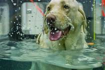 Hydroterapie pro psy.