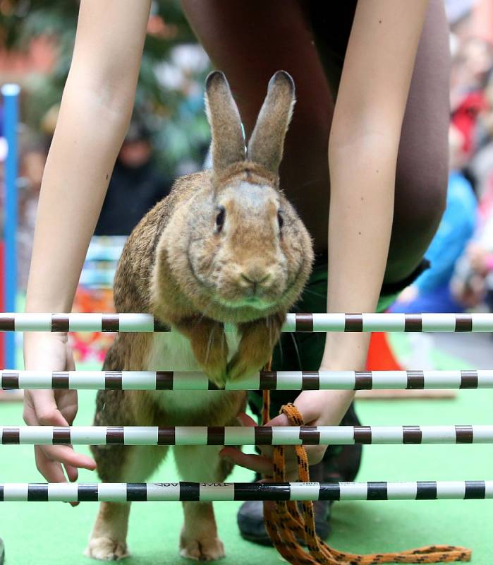 Návštěvníci Igy viděli a pak i snědli obří pečené vejce