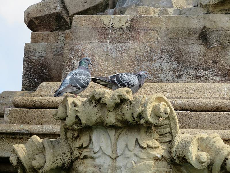 Městský holubník, rozpočet 290 tisíc korun. Marcela Kassai by chtěla vybudovat holubník pro holuby žijící ve městě. Díky tomu lze ochránit památky a eticky regulovat holubí populaci.