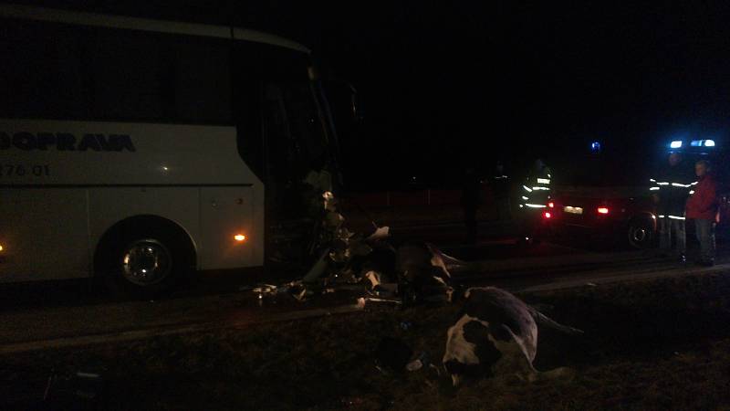 Na silnici mezi Kamenným Újezdem a Velešínem se v sobotu večer srazil autobus se stádem krav.