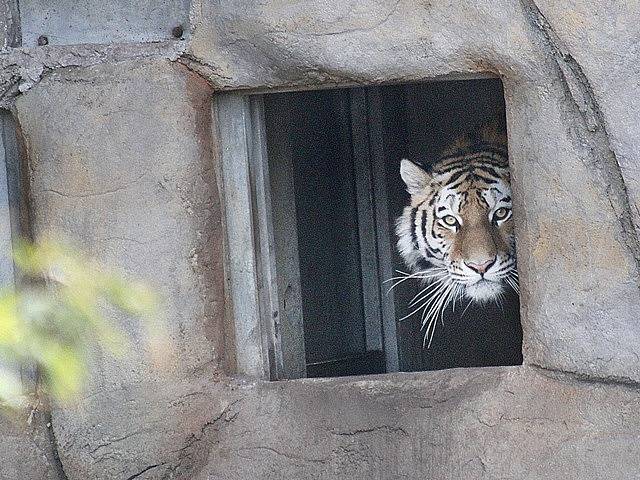 Samička tygra ussurijského Altaica poprvé nahlížela do nového výběhu. Zoo Ohrada zvíře získala v prosinci 2014 ze Švédska.