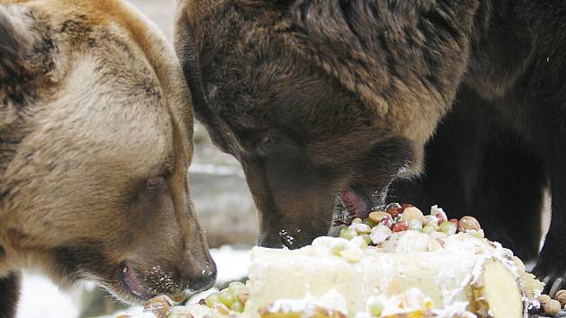 Dvacáté narozeniny oslavili medvědi ze zoo Ohrada v Hluboké nad Vltavou parádním těstovinovým dortem s medem, hroznovým vínem, piškoty, ananasem, ořechy, vánočkou a dalšími pochutinami. 