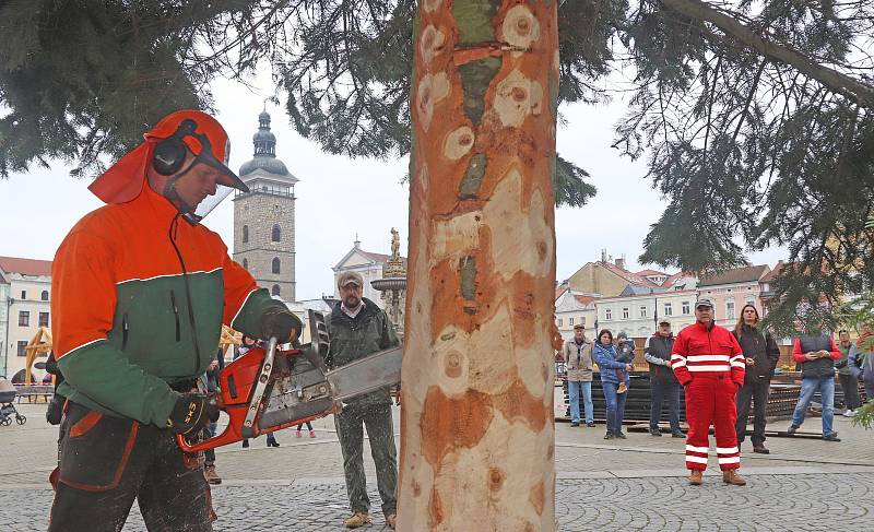 Vánoční strom pro České Budějovice ze Zavadilky,část 1