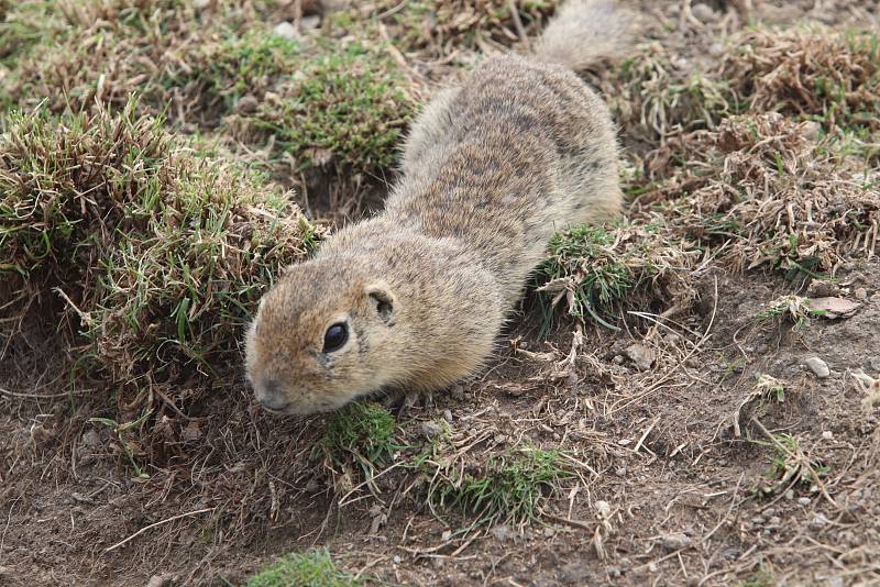 Jihočeská zoologická zahrada Hluboká