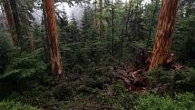 Odkorňování kůrovcem napadených stromův I. zóně národního parku na šumavské Smrčině vrcholí. Do pátku budou práce hotové. Od začátku června se ve zdejším lese vystřídalo kolem padesáti lidí. Odkornili k tisícovce stromů. Práce zde musejí být hotové včas, 