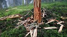 Odkorňování kůrovcem napadených stromův I. zóně národního parku na šumavské Smrčině vrcholí. Do pátku budou práce hotové. Od začátku června se ve zdejším lese vystřídalo kolem padesáti lidí. Odkornili k tisícovce stromů. Práce zde musejí být hotové včas, 