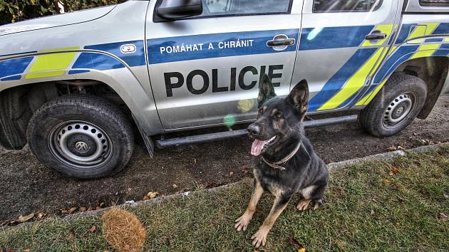 Policejní psovodi trénují své svěřence v terénu, který se podobá prostředí, ve kterém pracují naostro.