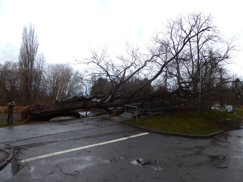 Vítr v pondělí vyvrátil strom u lávky vedoucí od Budvar arény ke sportovní hale.