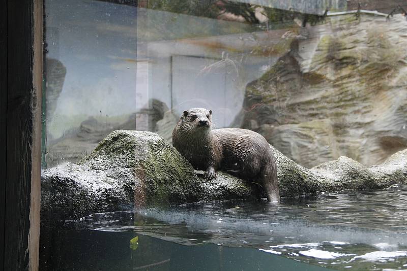 Vezměte děti do hlubocké zoo