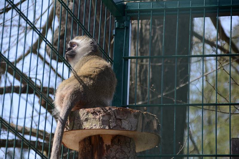 Nový přírůstek v Zoo Dvorec: kočkodan obecný.