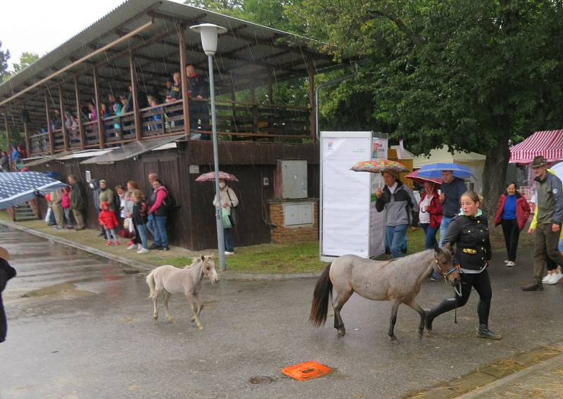 Zahájení agrosalonu Země živitelka v Budějovicích na Výstavišti ve čtvrtek 26. srpna. První den veletrhu pršelo, ale ani to návštěvníky neodradilo.