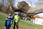 Spadlý strom na budovu sportovního zařízení u Malého jezu v Českých Budějovicích.