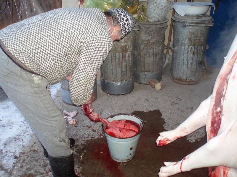 Než se dostanou na stůl výborné zabijačkové pochoutky, stojí to spoustu úsilí. Redaktor Českobudějovického deníku si to vyzkoušel na vlastní kůži