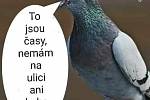 Od 1. března platí nová zpřísněná covidová opatření, se kterými souvisí i nemožnost cestovat mezi okresy. A národ se opět baví novými vtipy.