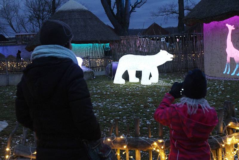 Svátečně nasvícená zoo láká v těchto dnech do Hluboké nad Vltavou stovky lidí.