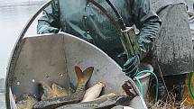 Hlubočtí rybáři v rámci jarních výlovů mají v plánu vylovit asi sto tun tržní ryby, převážně kaprů. Snímky jsou z výlovu rybníka Naděj u Hluboké nad Vltavou, kde chtějí slovit třicet tun ryb.