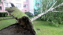 V Českých Budějovicích popadalo mnoho stromů.