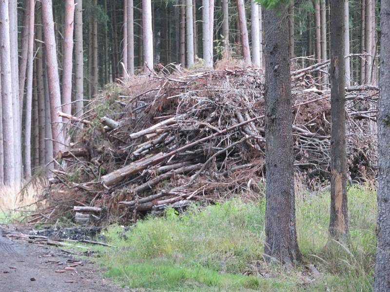 Kalamita způsobená lýkožroutem smrkovým v jižních Čechách po sobě zanechává planiny, napadené dřevo je třeba rychle odtěžit a asanovat.