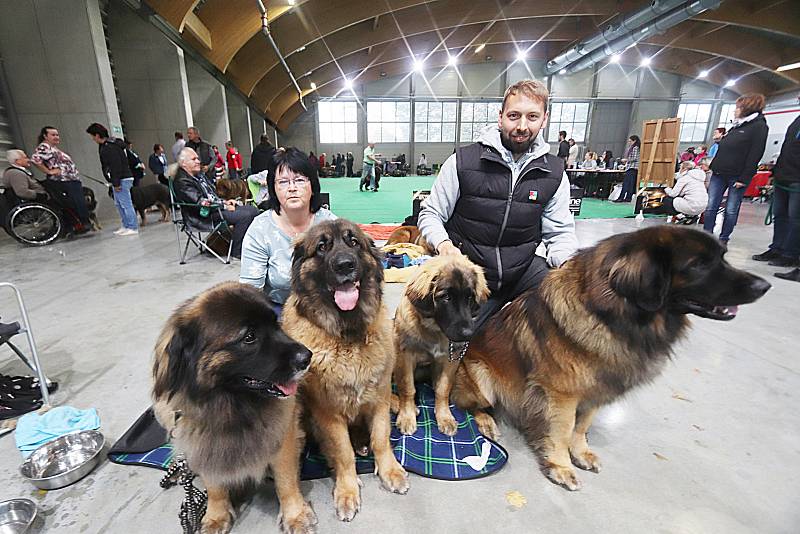 Mezinárodní dvoudenní výstava psů na českobudějovickém Výstavišti proběhla o tomto víkendu.