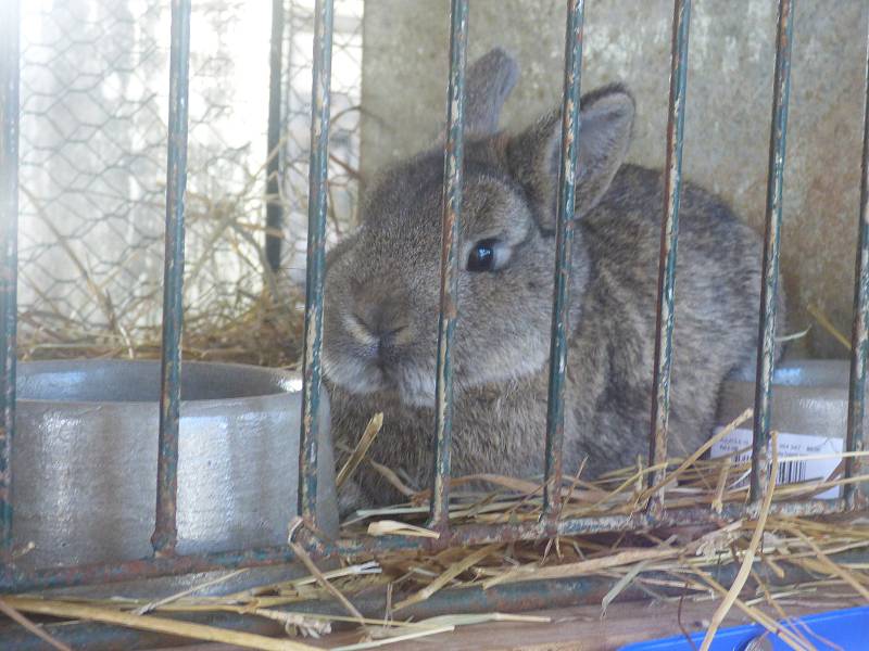 V sobotu a neděli se na českobudějovickém výstavišti konala výstava chovatelů.