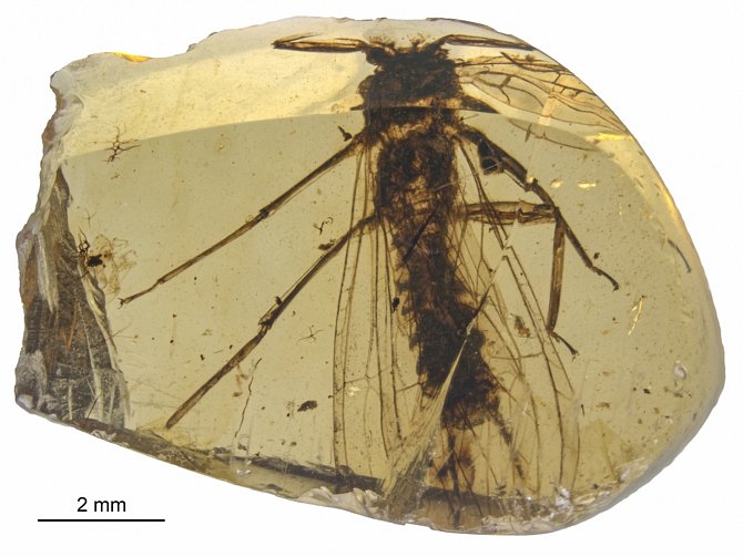 Nově objevené druhy fosilií řádu pošvatek, nazvané zatím pracovně Rolling Stoneflies.