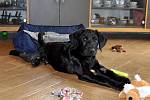 Zachráněné týrané štěně Marley z Prachatic se už léčí v domě provozovatele českobudějovického útulku Animal Rescue.