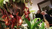 Výstava orchidejí v Jihočeském muzeu.