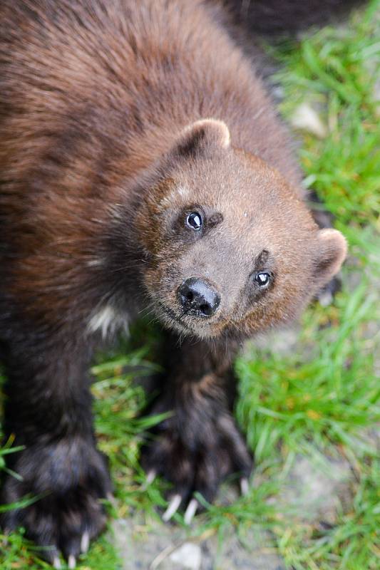 Vezměte děti do hlubocké zoo