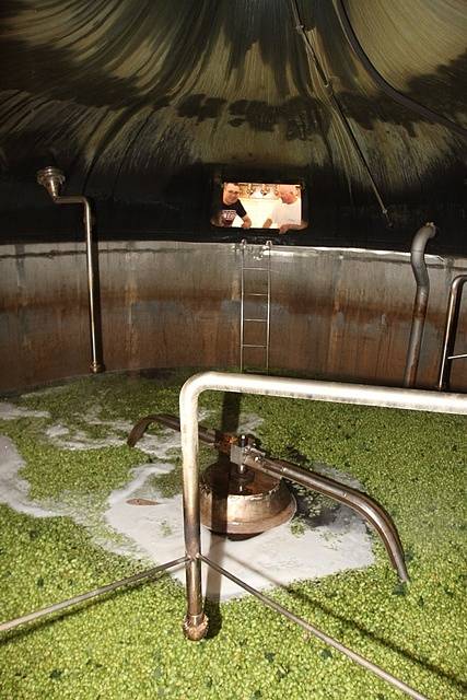Na chmelnici v Blšanech u Žatce v pátek ráno sklidili 800 kilogramů čerstvého chmele pro Budějovický Budvar. Za pár hodin se z něj začalo vařit speciální prémiové pivo.