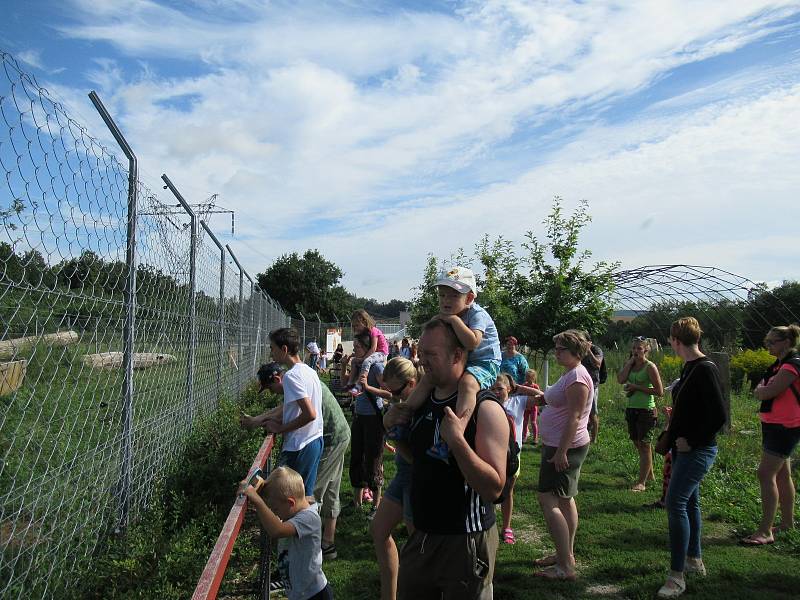 Zoo Na Hrádečku s majitelkou Romanou Albrechtovou se věnuje chovu velbloudů již 10 let.