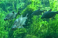 Cejn velký (Abramis brama) je jedním z nejběžnějších druhů ryb v nádrži Římov.