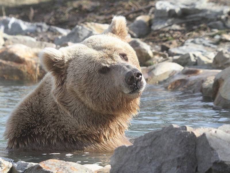 Medvěd Altaj tráví horko ve vodě.