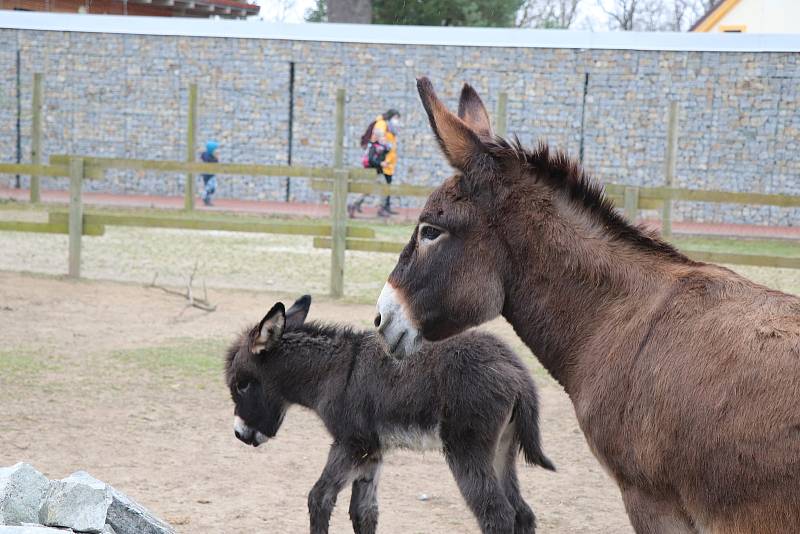 Zoo Ohrada v Hluboké nad Vltavou otevřena. Oslík domácí se narodil ve čtvtek minulý týden.