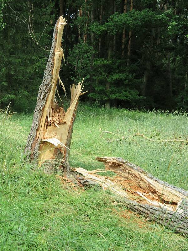 Nejhorší situace je kolem Želče na Soběslavsku, kde noční bouřky v noci na středu 30. června lámaly stromy. Jeden skončil v lese na vysokém vedení.