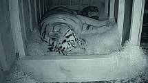 Samici tygra ussurijského Altaice se 5. července 2021 v zoo v Hluboké nad Vltavou narodila dvě mláďata. Jejich otcem je samec Oliver.