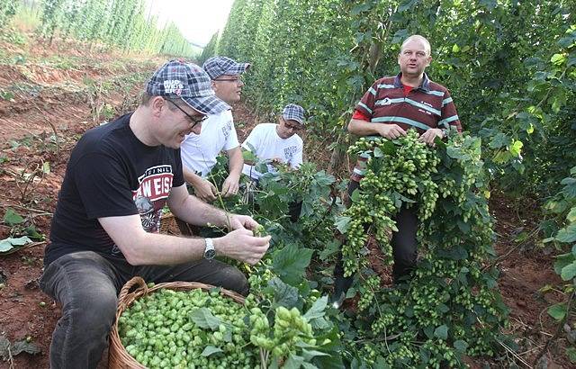 Na chmelnici v Blšanech u Žatce v pátek ráno sklidili 800 kilogramů čerstvého chmele pro Budějovický Budvar. Za pár hodin se z něj začalo vařit speciální prémiové pivo.