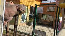 Nejroztomilejším zvířetem Jihočeského kraje je podle ankety Deníku dvoutunový obojživelný hroch ze Zoo Dvorec. Buborék pochází z Maďarska a letos v červenci oslaví 14. narozeniny.