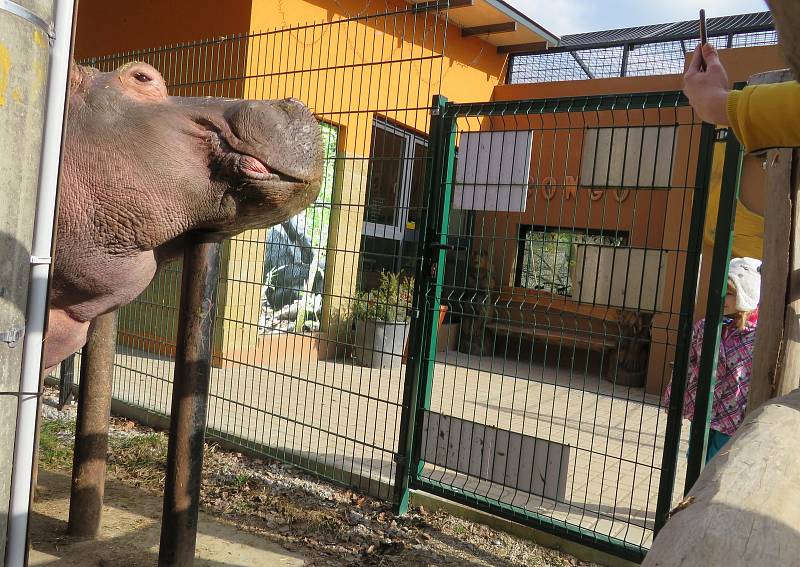 Nejroztomilejším zvířetem Jihočeského kraje je podle ankety Deníku dvoutunový obojživelný hroch ze Zoo Dvorec. Buborék pochází z Maďarska a letos v červenci oslaví 14. narozeniny.