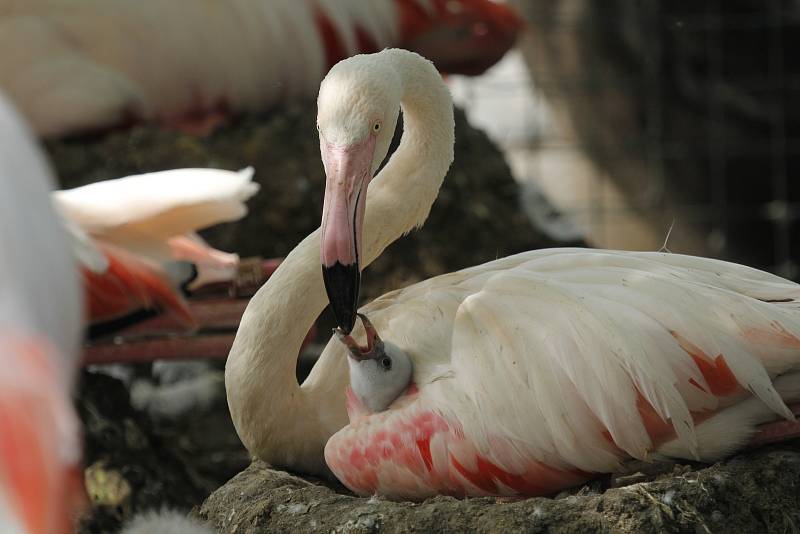 Mládě plameňáka růžového, vylíhnuté v polovině června 2021, Zoo Hluboká nad Vltavou. Mláďata jsou první týdny zcela odkázaná na péči rodičů.