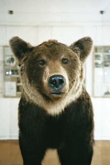 Uvidíte vycpaného medvěda. Ilustrační foto.