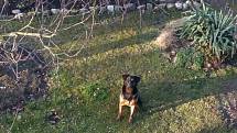 V pátek 4. září kolem 18. hodiny někdo u rybníka Bojiště mezi obcemi Kvítkovice a Čakovec postřelil psa Arta, který na následky zranění téhož dne večer zemřel.